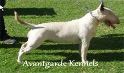 Bull Terrier Breeders