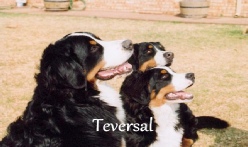Bernese Mountain Dog Breeders