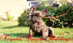French Bulldog Breeders