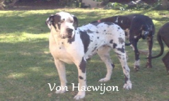 Great Dane Breeders
