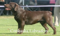 Labrador Breeders