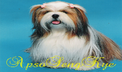 Lhasa Apso Breeders