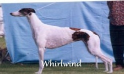 Greyhound Breeders