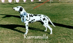 Dalmatian Breeders