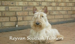 Scottish Terrier Breeders