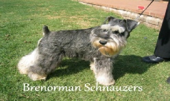 Schnauzer Breeders
