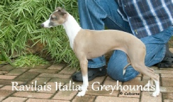 Italian Greyhound Breeders