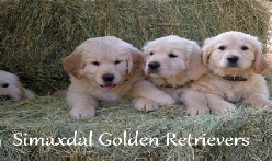 Golden Retriever Breeders