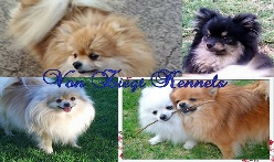 Pomeranian Breeders