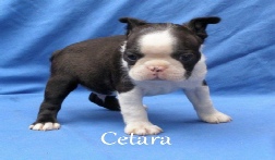 Boston Terrier Breeders