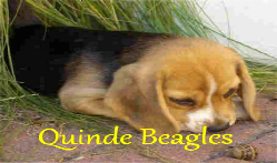 Beagle Breeders