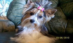 Biewer Terrier Breeders