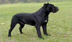 Cane Corso Breeders