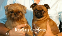 Griffon Breeders