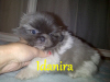 Pekingese Breeders