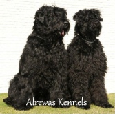 Black Russian Terrier Breeders