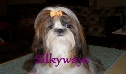 Shi Tzu Breeders