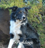 Border Collie Breeders