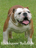 English Bulldog Breeders