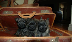 Cairn Terrier Breeders