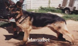 German Shepherd Breeders