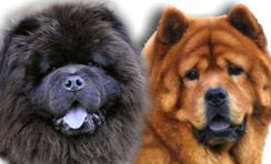 Chow Chow Breeders