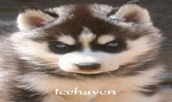 Siberian Husky Breeders