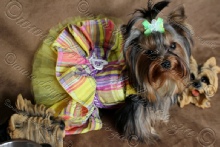 Harness Dresses & Dresses